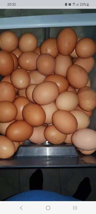 Oua prospete de gaina