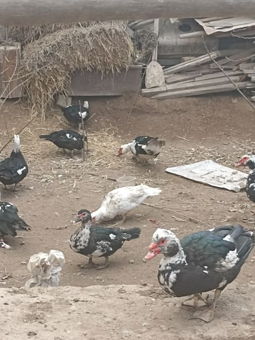 Индушкалар сотилади