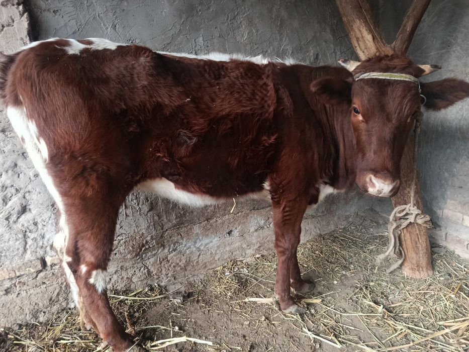 Yosh Unajin sotiladi