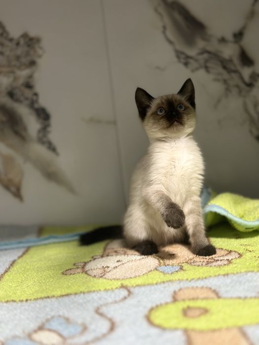 Продаеться Девочка Голубоглазая красотка