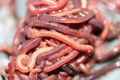 Червени калифорнийски червеи
