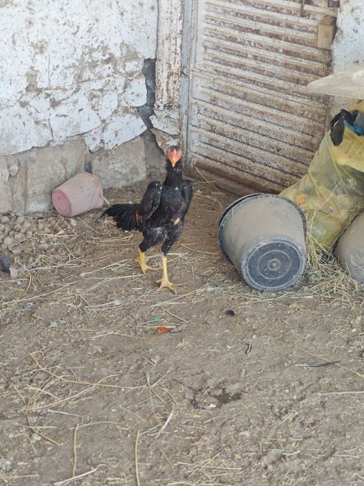 5 oylim xuruscha sotiladi