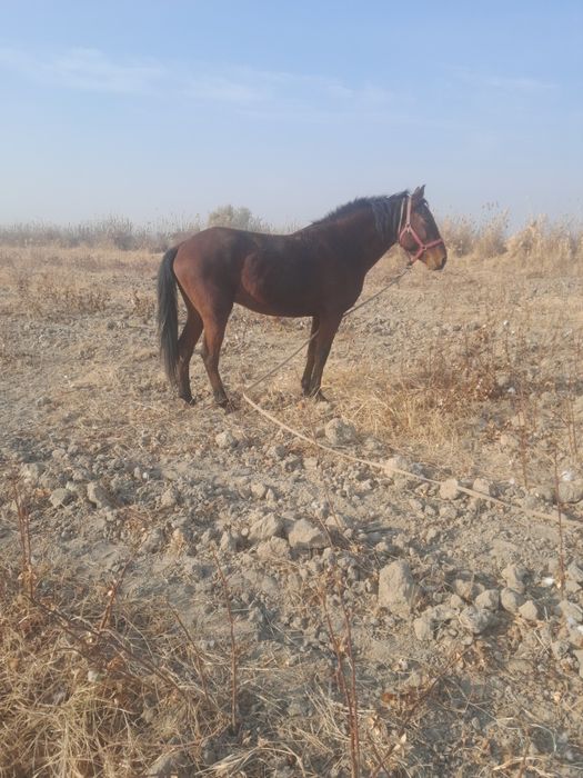 Ot Qorabayir sotiladi