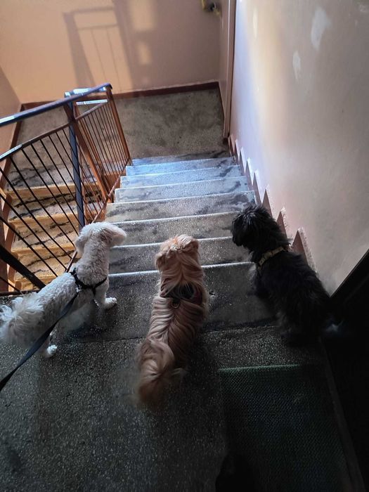 Ingrijire si cazare caini adulti de talie mica sau medie, pet sitting