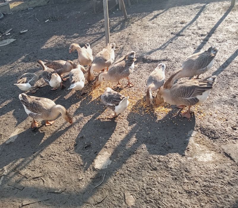 12 gâscă de vânzare