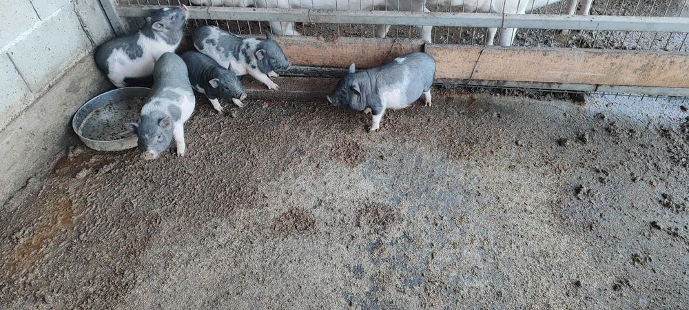 Виетнамски прасета