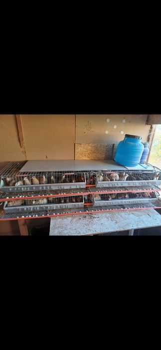 Prepelite cu tot cu cusca