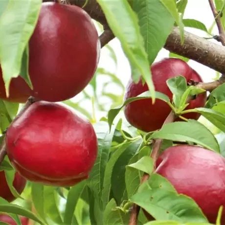 Pomi fructiferi la Ghiveci (NECTARIN)