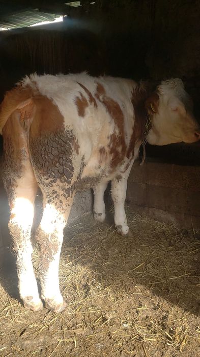 Vand viteaaa mai multe detalii în descrieree