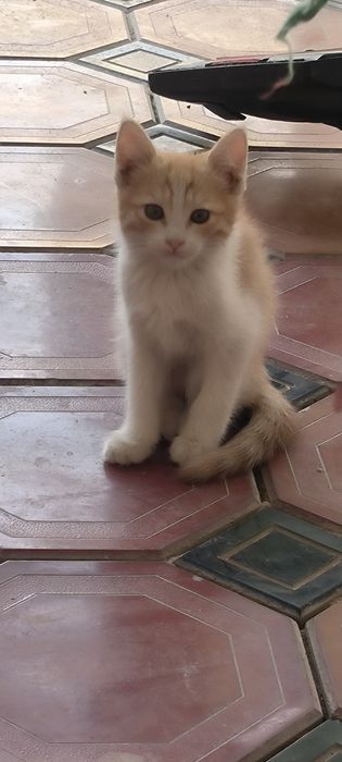 Продаю котят, очень красивые шустрые !