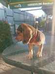 Beagle din părinți cu pedigrii