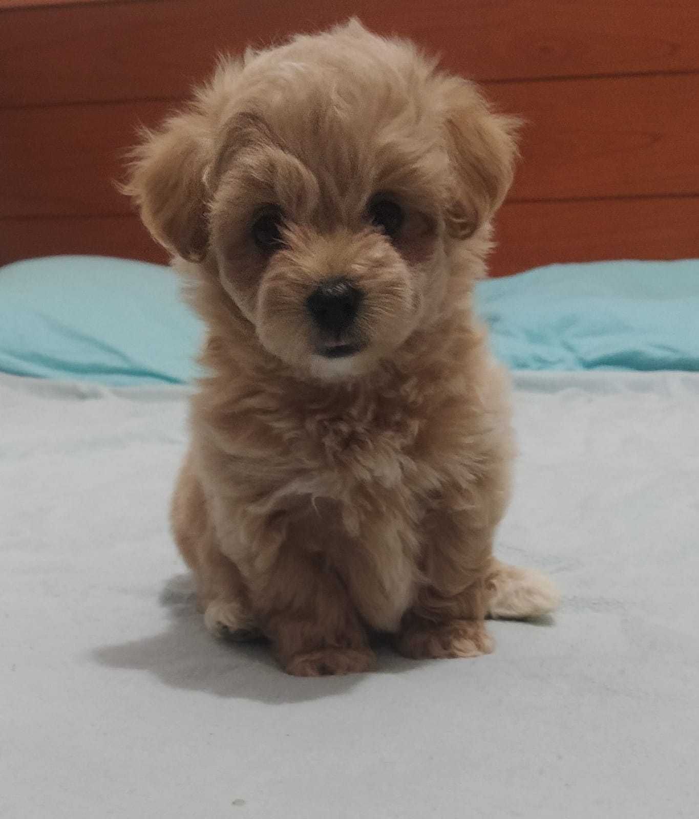 Maltipoo Toy pudel