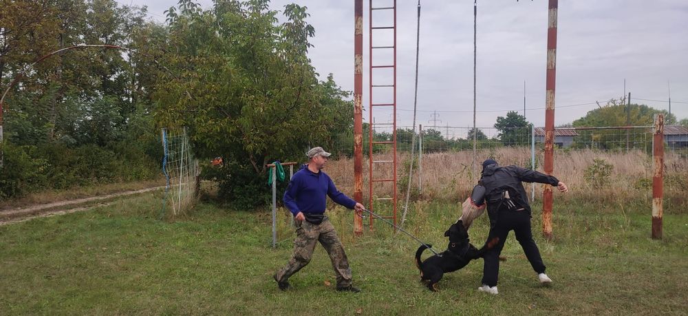 Dresaj canin profesional