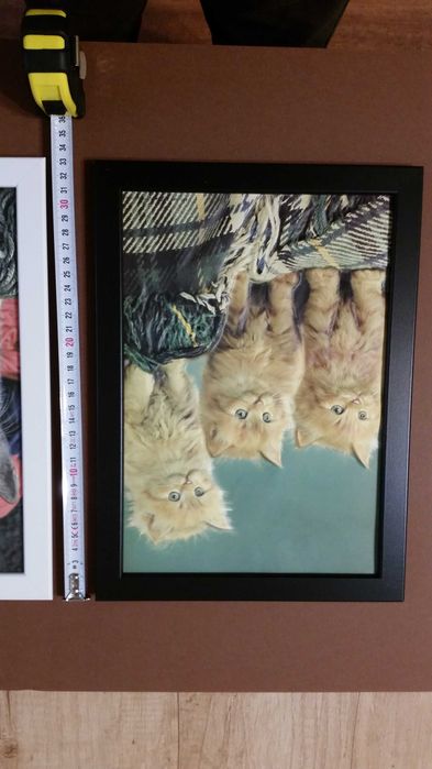 Много сладки котенца с хубави сини очички. Идеална картина за деца.