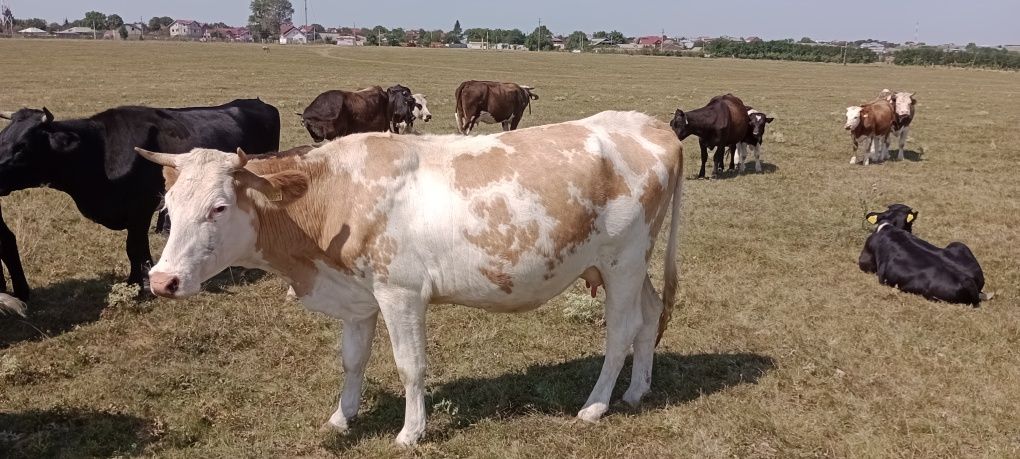 Vaca  de vânzare