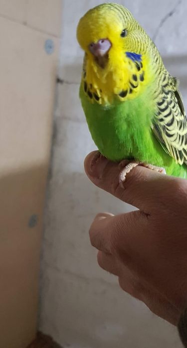 Продам ВВП чехи , домашнего разведения