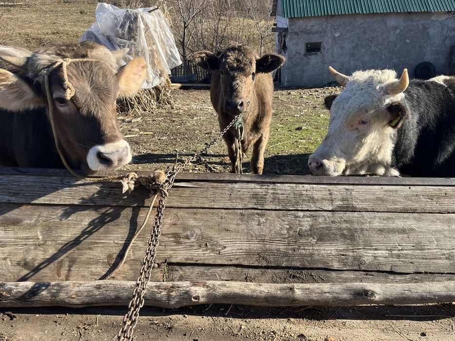 Vand vitei, in jur de un an,