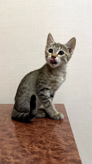 Котенок.  Мушукча
