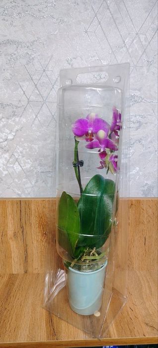 Продам Орхидеи Phalaenopsis