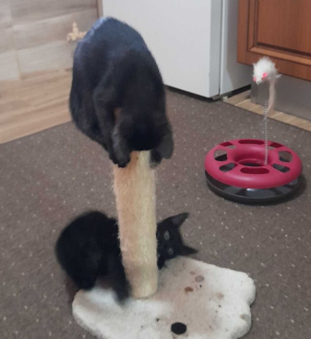 Котенца от турска ангора 2,5 месеца