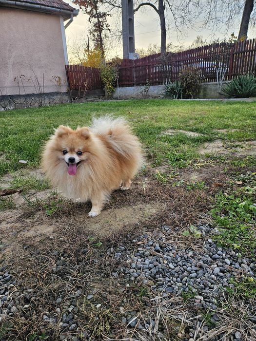 Pomeranian Mascul