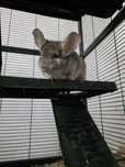 Vand chinchilla, 2 masculi, 3 femele
