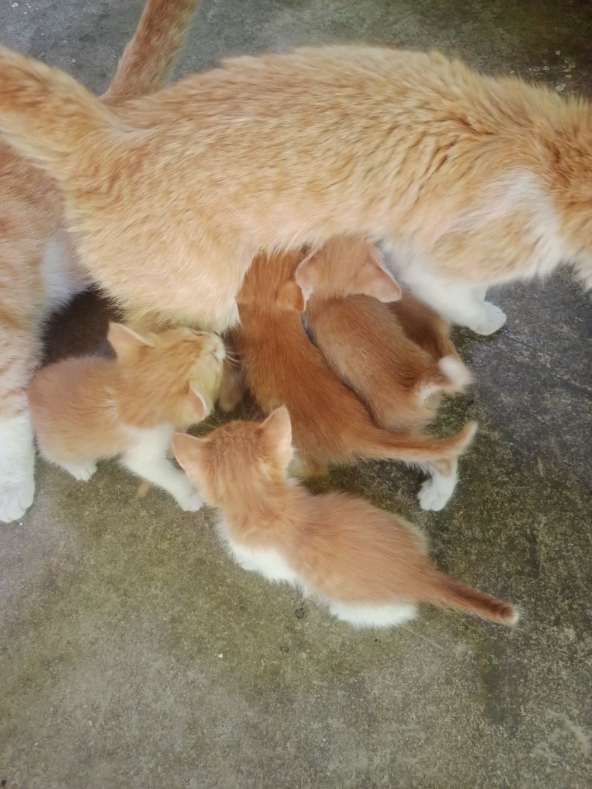 Котята,им 1,5 месяца,девочки и мальчики