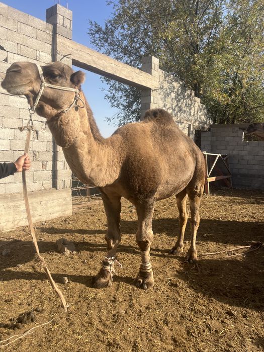 Лөк сатылады обмен