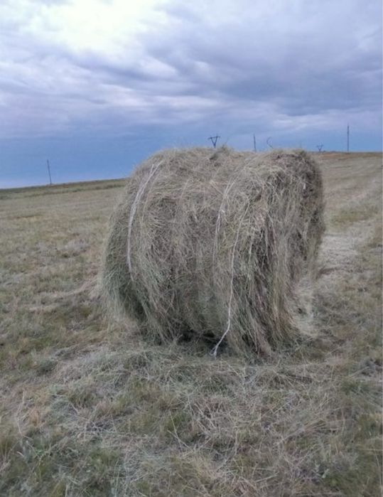 Продаю сено житняк. Разнотравье.  Тюк 12000