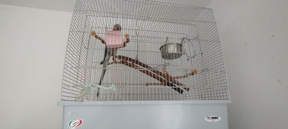 Papagalita micul alexandru