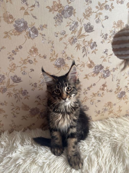 Котенок Мейн - кун