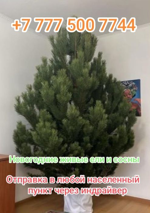 Ёлки новогодние живые!