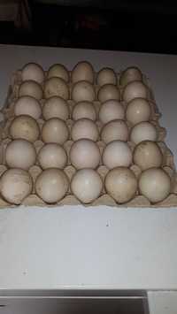 Ouă de rață mută pt consum s-au incubat la preț de 3lei  negociabil