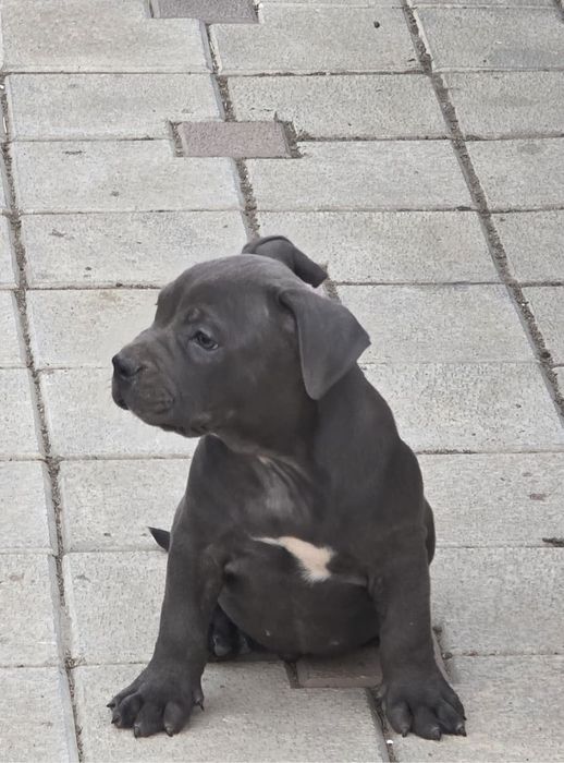 Pui cu pedigree exceptionali