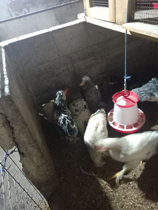 Vând pui moțați și brahma