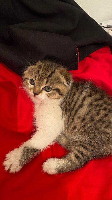 Шотландская кошка