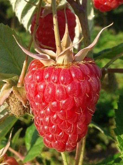 Zmeura Remontanta Produce Permanent