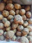 Продам дачный картофель