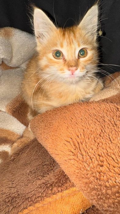 Отдам даром котенка