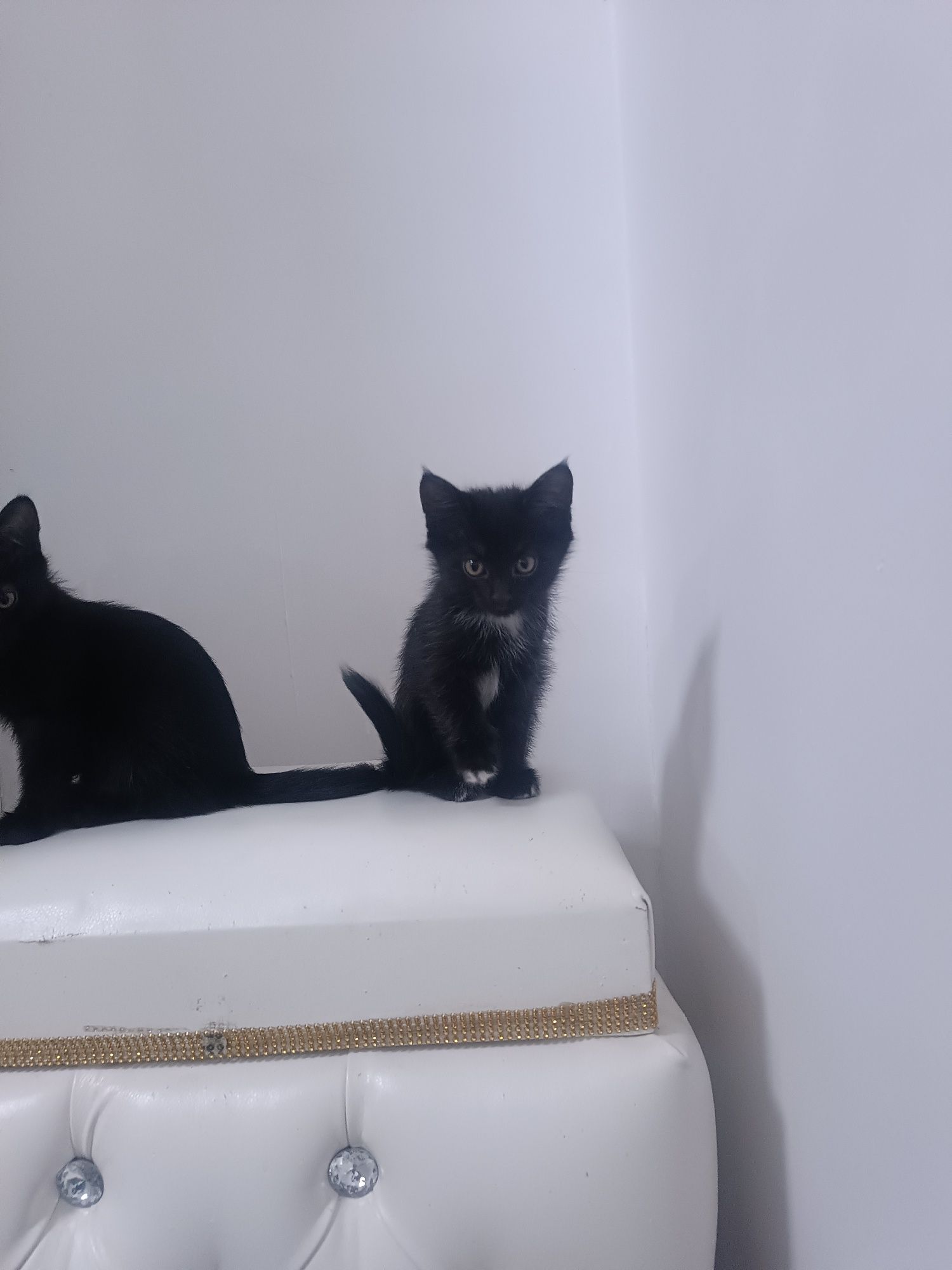 котята , домашние