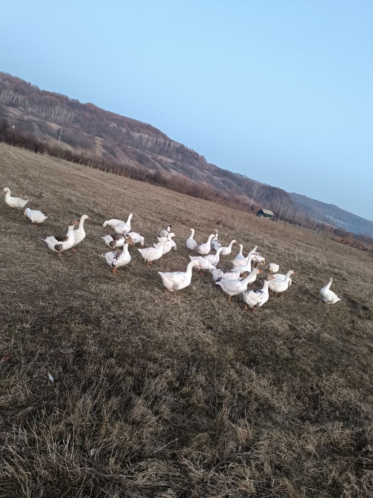 Vand gâște de țară