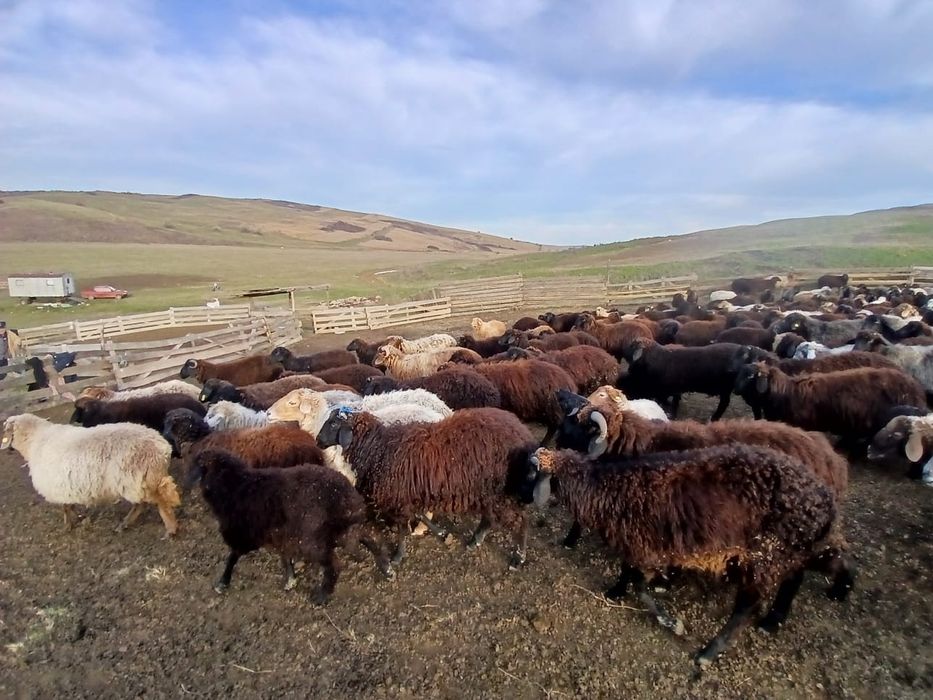 Vand Cârlani 250 bucati