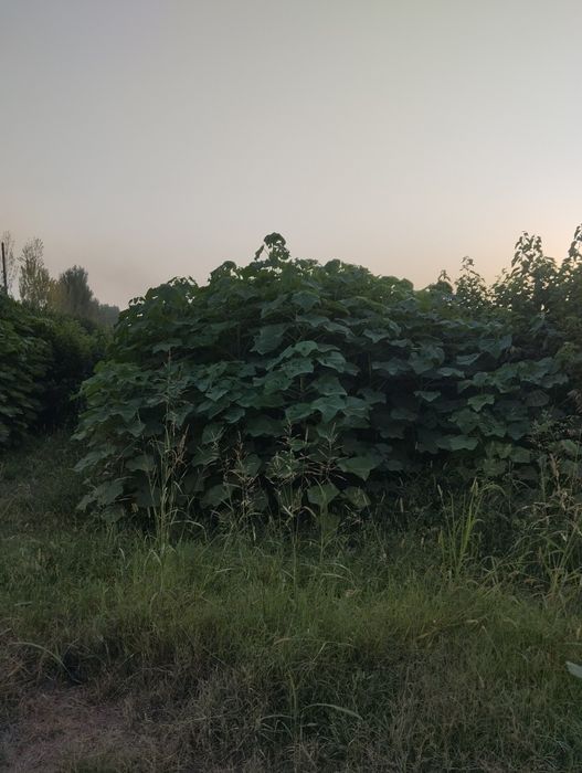 павлония ку́чатлари фте.95.01...шангтон..кафолатланган.