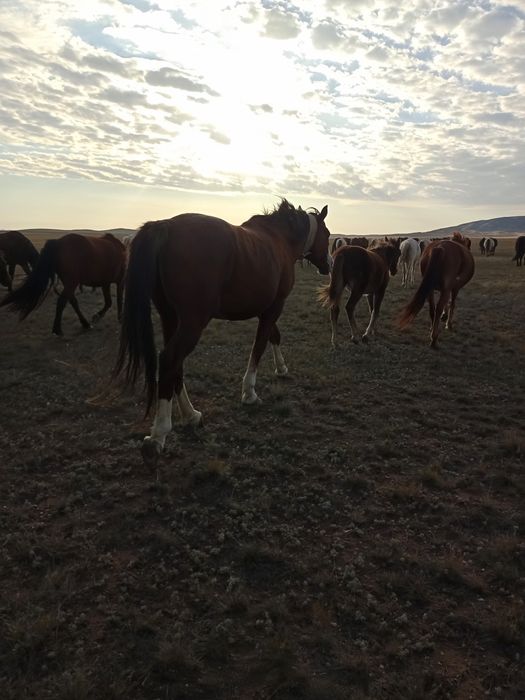 Айгыр    жеребец