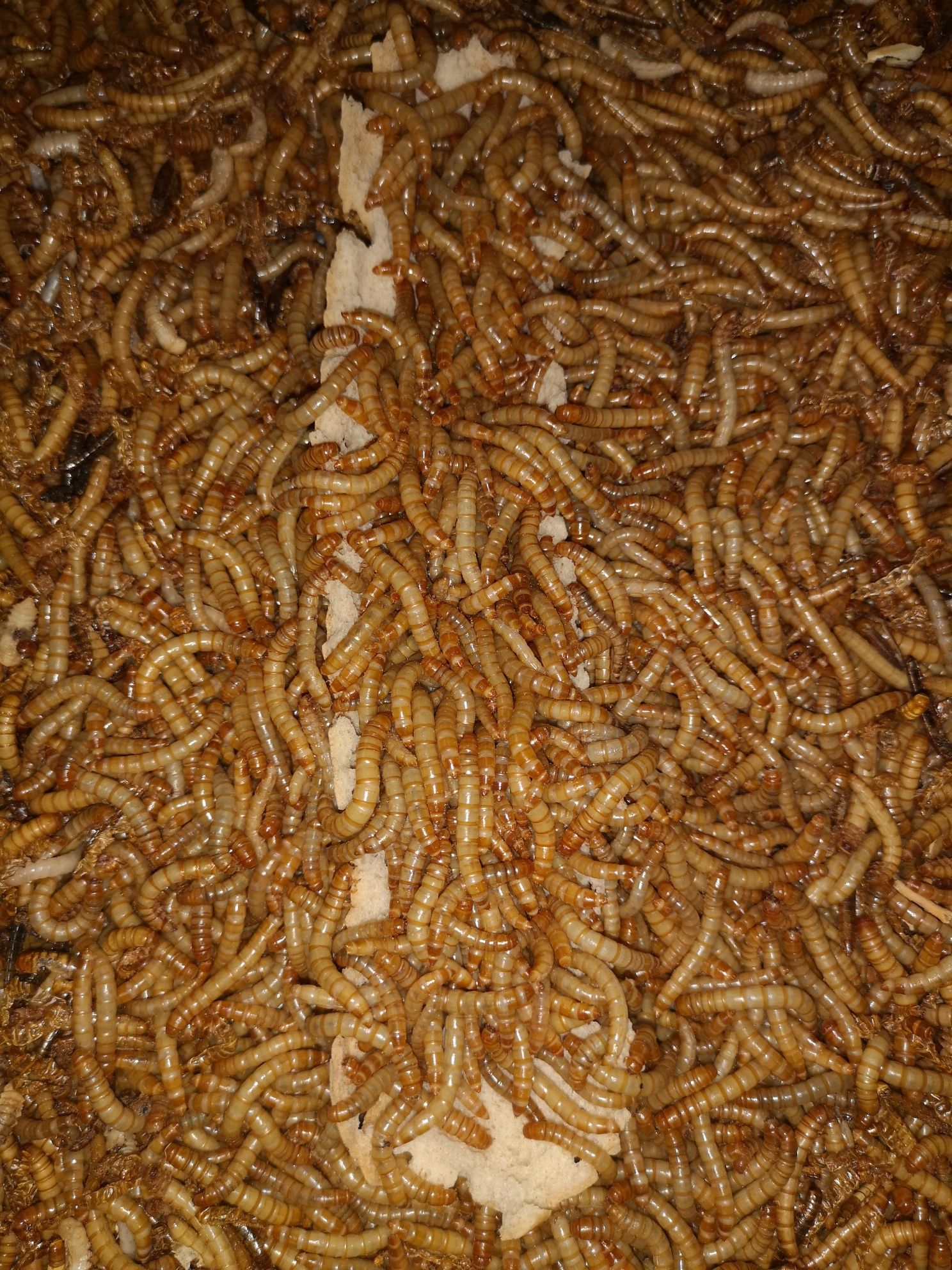 Viermi de făină , mealworms.