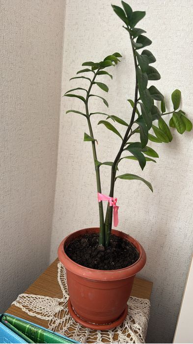 Продаю домашние цветы