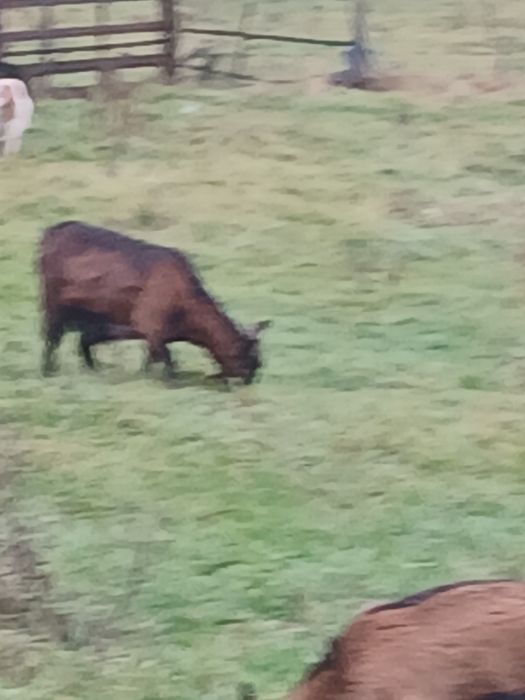 Vând 5 capre tinere