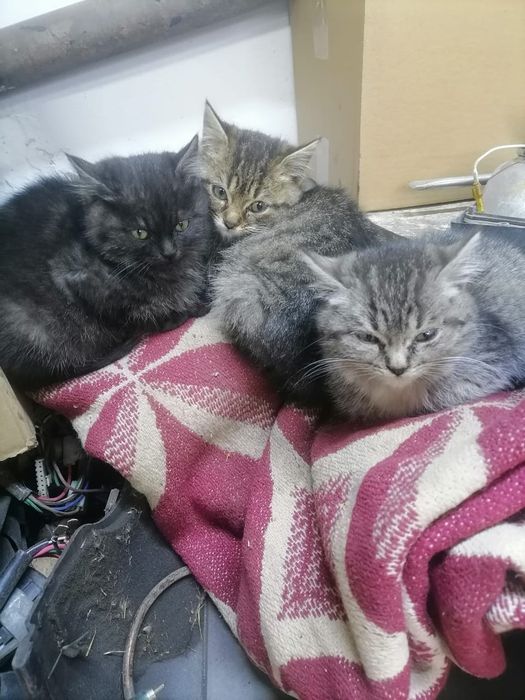 Отдам котят в добрые руки