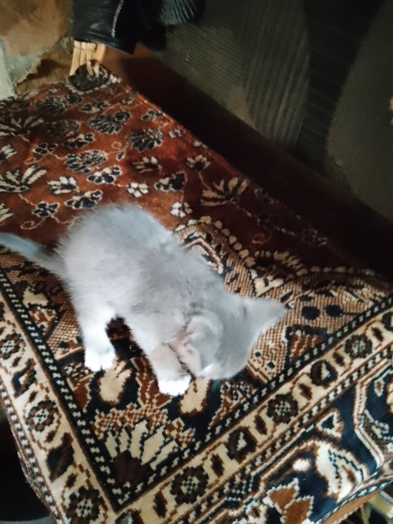 Котята бесплатно
