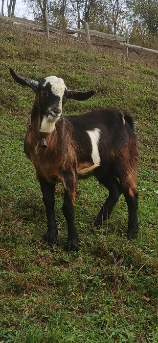 Vând țap          .